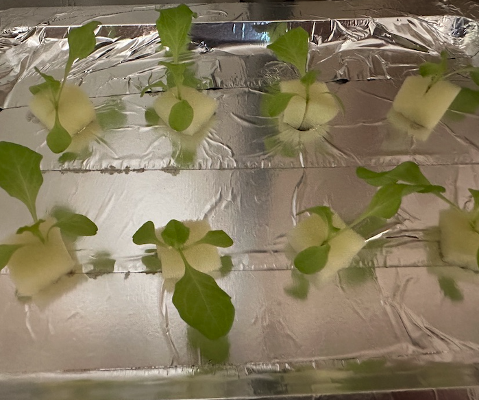 サニーレタスの三つ目の葉っぱ