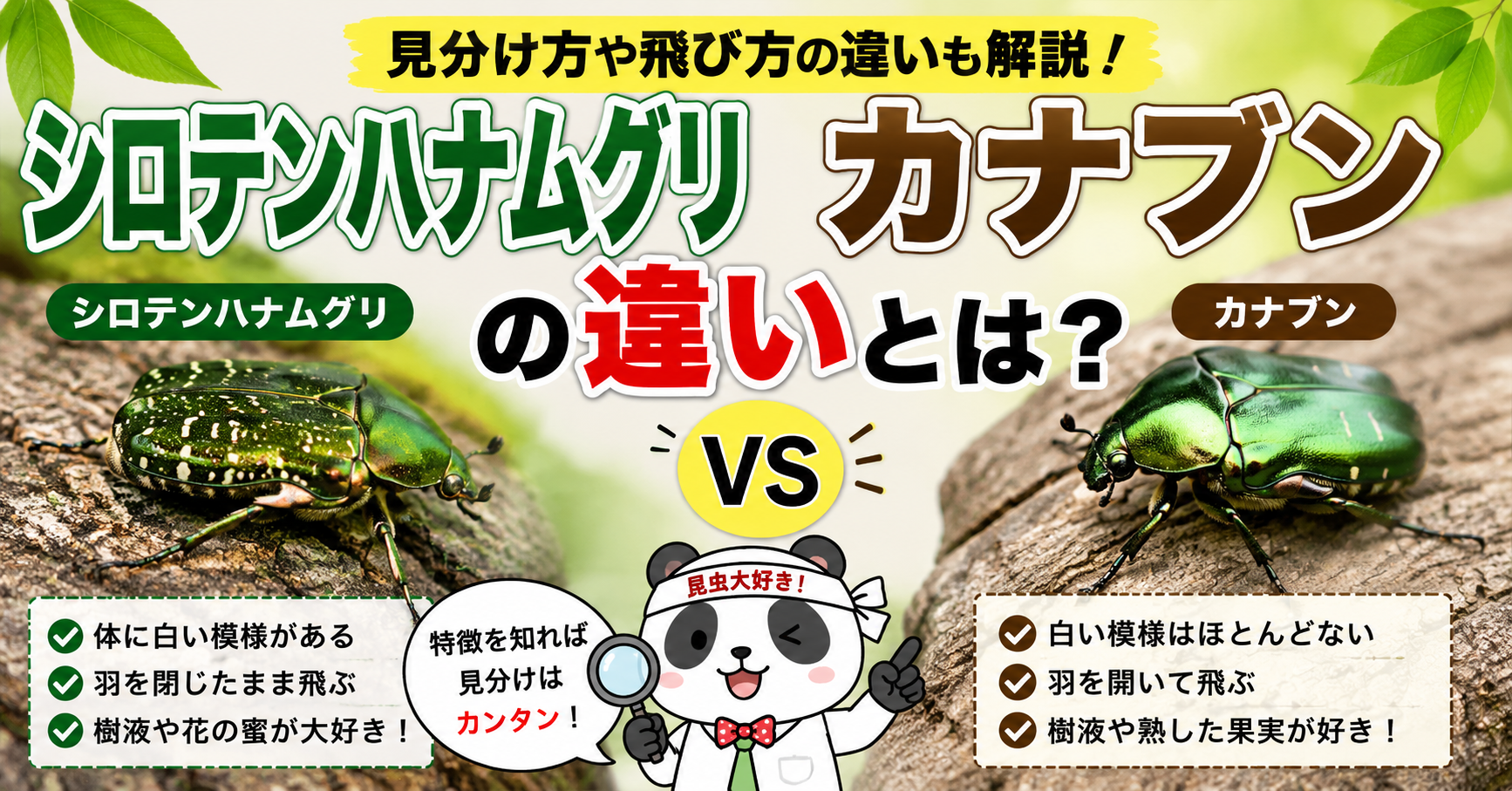 シロテンハナムグリとカナブンの違い