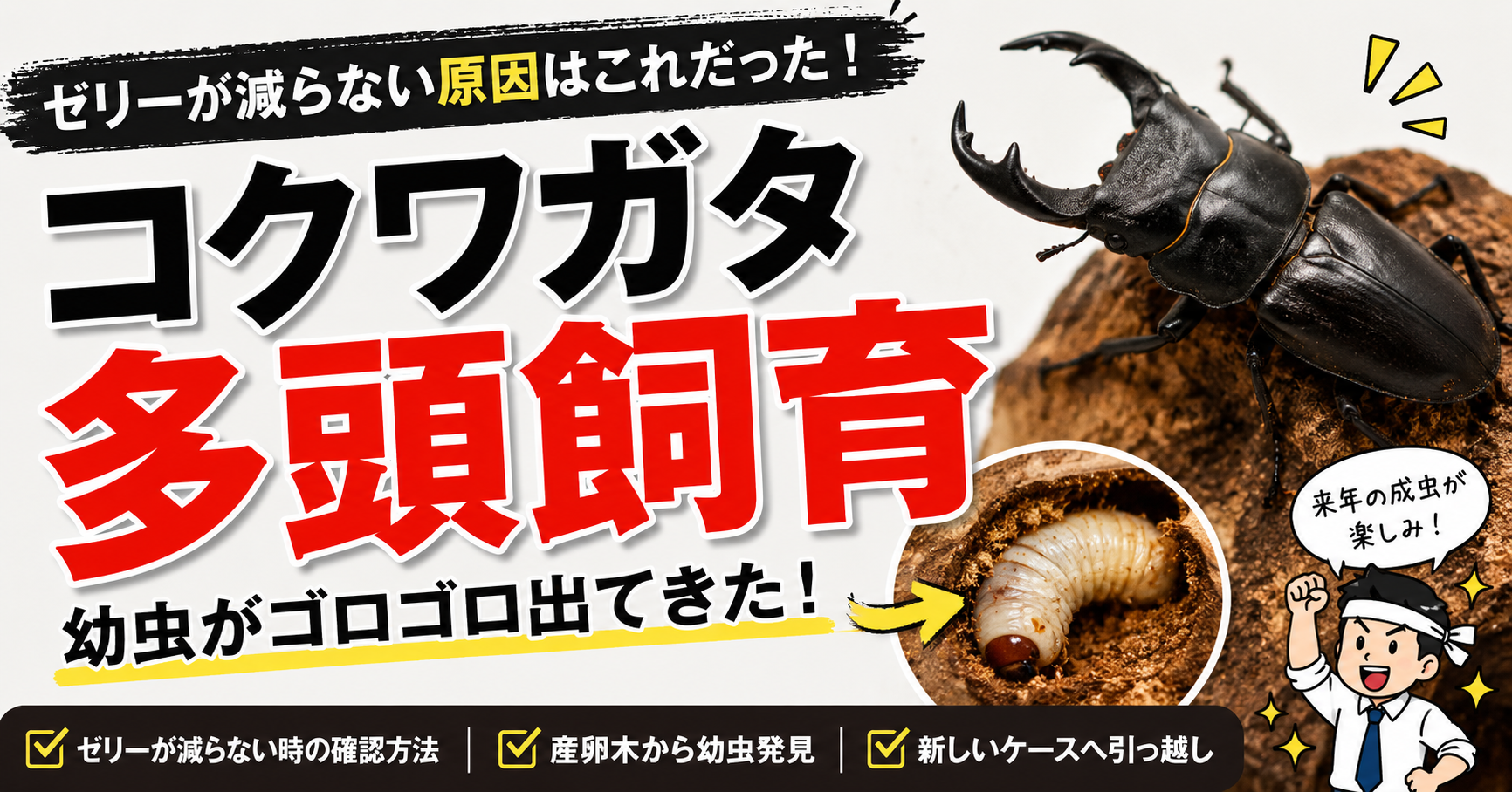 コクワガタの多頭飼育